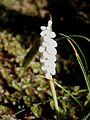 Muscari botryoides 'Album'