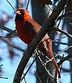 Cardinalis cardinalis (mužjak)