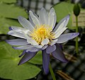 Nymphaea gigantea