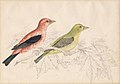 Two coloured birds drawn on faintly illustrated foliage