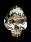 פראנתרופוס בויזאיי, גיל: 1.7 מיליון שנה, נפח מוח: 525 סמ"ק