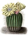 Illustration of Parodia schumanniana from Blühende Kakteen - Iconographia Cactacearum