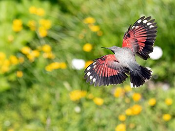 In flight, showing the startling wing pattern