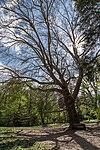 Waldfläche und verschiedene Einzelbäume