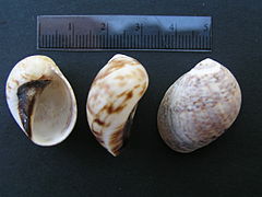 Mammilla simiae