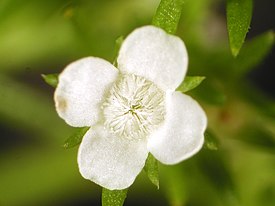 Polypremum procumbens