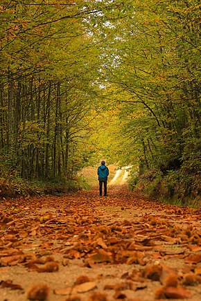 Bosque na Aldeia de Montanha de Prados, Celorico da Beira