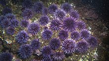 Spiky purple urchins gathered together on a rock underwater