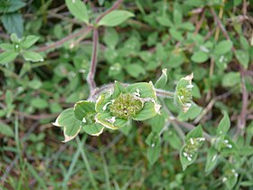 Richardia brasiliensis