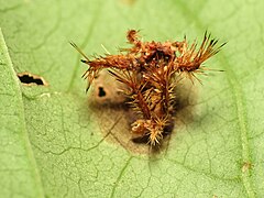 Saddleback Caterpillar remains