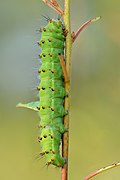 Saturnia pavonia caterpillar (side view) - Niitvälja bog