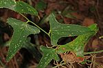 Many understory plants such as the saw greenbriar, Smilax bona-nox have pale markings, possibly disruptive camouflage.