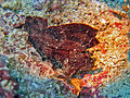 Leaf scorpionfish in Borneo