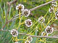 Stirlingia latifolia