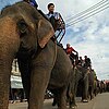 Elephant Parade during the Surin Elephant Round-up