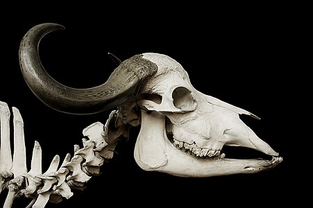 African buffalo skull, by Jebulon