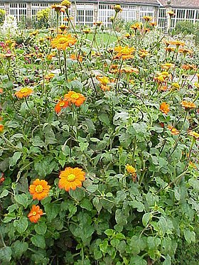 Tithonia rotundifolia