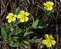 Spotted rock-rose