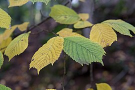 Feuilles d'orme de montagnes.