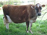 vache fauve à tête plus sombre sans cornes et mamelle blanche de laitière.