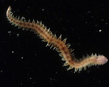 Vesicomyicola trifurcatus, un Nautiliniellidae.