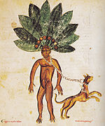 Mandragora.