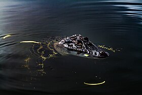 Um jacaré-açu (Melanosuchus niger) nadando em trecho de rio. A espécie em questão é o único representante vivo do gênero Melanosuchus.