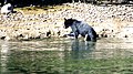 A black bear at low tide
