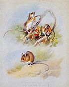 ілюстрація з "British Mammals", A. Thorburn, 1920