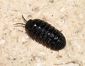 Armadillidium vulgare