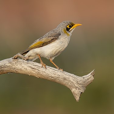 Yellow-throated miner, nominated by Name