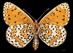 Melitaea trivia ♀ △