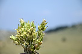 Τσάι στην κορυφή του Πάρνωνα