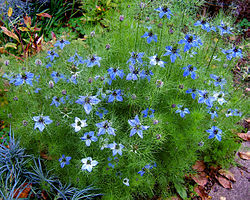 Nigella damascena.