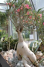 Adenium oleifolium