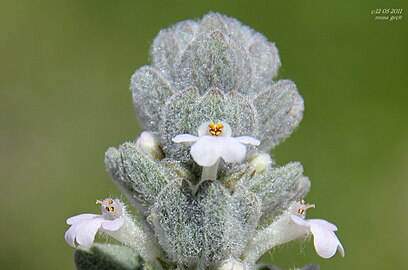 Ajuga vestita en mai 2011.