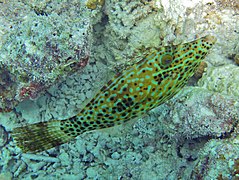 Un poisson-lime gribouillé ou bourse écriture (Aluterus scriptus)