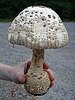 A big mushroom about three times as big as the hand that holds it, whitish with brownish spots or scales on the cap and stem