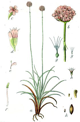 Armeria sp. (gravura de Sturm, publicada en 1796)