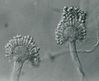 Conidiophores