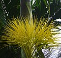 Areca catechu flowers