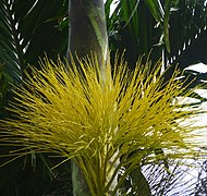 Inflorescence