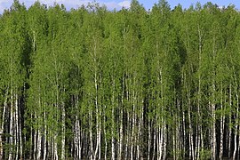 forêt de bouleaux