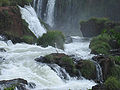 Bijela čaplja Ardea alba isod slapa Iguazú