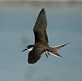 In flight Lady Elliot Island, Queensland, Australia