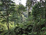 Rainforest with numerous ferns