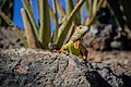 Iguane vert (iguana iguana)