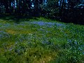 Camas Meadow