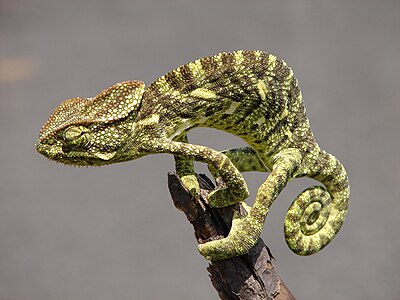 Indian chameleon, by M.arunprasad
