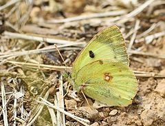 Description de l'image Colias alphacariensis01.jpg.